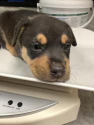 Shelter Stray Female Dog last seen Near Avenue N, East District, TX, 355 Hillshire Dr, Haslet, TX 76052, USA