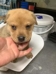 Shelter Stray Male Dog last seen Near Avenue N, East District, TX, 355 Hillshire Dr, Haslet, TX 76052, USA