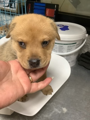 Shelter Stray Male Dog last seen Near Avenue N, East District, TX, 355 Hillshire Dr, Haslet, TX 76052, USA