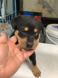 Shelter Stray Male Dog last seen Near Avenue N, East District, TX, 355 Hillshire Dr, Haslet, TX 76052, USA