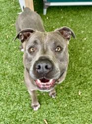 Shelter Stray Male Dog last seen Near N Bentalou st, 21216, MD, 301 Stockholm St, Baltimore, MD 21230, USA