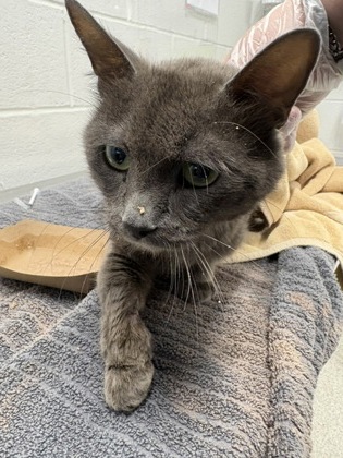 Shelter Stray Male Cat last seen Near N Calvert St, 21202, MD, 301 Stockholm St, Baltimore, MD 21230, USA