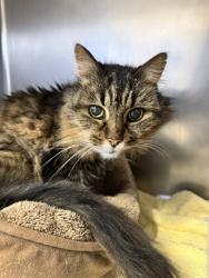 Shelter Stray Female Cat last seen Baseline Rd & Watt Ave, Roseville City, CA, 200 Tahoe Ave, Roseville, CA 95678, USA