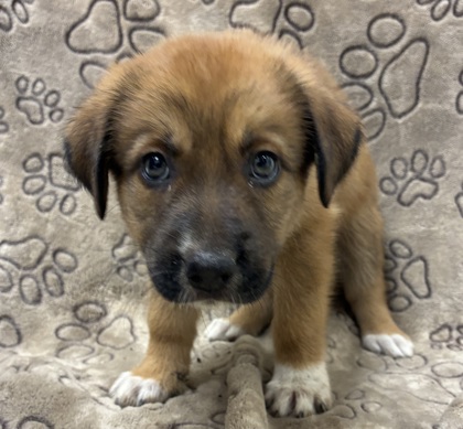 Shelter Stray Female Dog last seen Chisolm Tr / Weesaw, Brazos County, TX, 5359 Leonard Rd, Bryan, TX 77807, USA