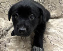 Shelter Stray Female Dog last seen Chisolm Tr / Weesaw, Brazos County, TX, 5359 Leonard Rd, Bryan, TX 77807, USA