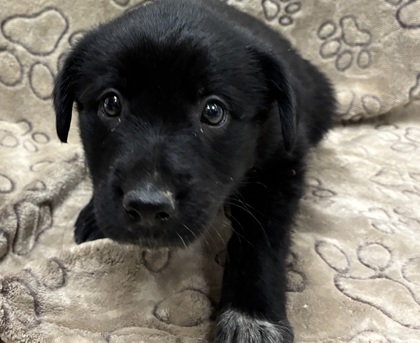 Shelter Stray Female Dog last seen Chisolm Tr / Weesaw, Brazos County, TX, 5359 Leonard Rd, Bryan, TX 77807, USA