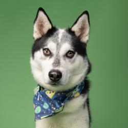 Shelter Stray Male Dog last seen Near Harwell Rd NW, Atlanta, GA, 1251 Fulton Industrial Blvd NW, Atlanta, GA 30336, USA
