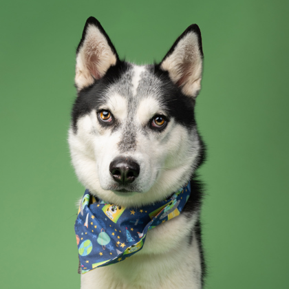Shelter Stray Male Dog last seen Near Harwell Rd NW, Atlanta, GA, 1251 Fulton Industrial Blvd NW, Atlanta, GA 30336, USA