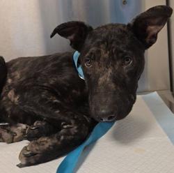 Shelter Stray Male Dog last seen S Butte Ave & W Jayne Ave, Huron Zone Fresno CO 1B 93234, CA, 1510 W Dan Ronquillo Dr, Fresno, CA 93706, USA