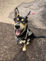 Shelter Stray Male Dog last seen Near Tree Mountain Parkway Stone Mountain, 30083, 30083, GA, 3280 Chamblee Dunwoody Rd, Chamblee, GA 30341, USA
