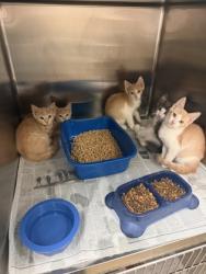 Shelter Stray Female Cat last seen Near Lay St, Cedar Hill, TX, 1150 E Pleasant Run Rd, Cedar Hill, TX 75104, USA