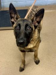 Shelter Stray Female Dog last seen Near Ridge Forest Dr, 30083, GA, 3280 Chamblee Dunwoody Rd, Chamblee, GA 30341, USA