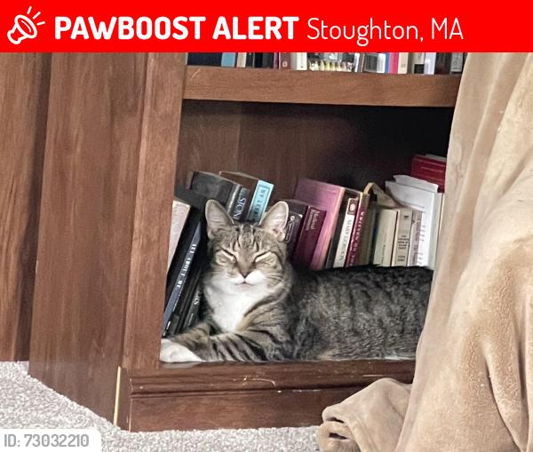 Lost Female Cat last seen Elizabeth and Willow St, Stoughton, MA 02072
