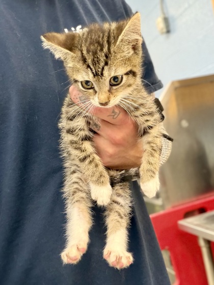 Shelter Stray Male Cat last seen Near San Marcos Way Decatur Georgia 30083, 30084, GA, 3280 Chamblee Dunwoody Rd, Chamblee, GA 30341, USA