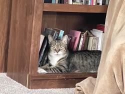 Lost Female Cat last seen Elizabeth and Willow St, Stoughton, MA 02072
