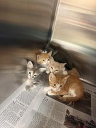 Shelter Stray Female Cat last seen Near Lay St, Cedar Hill, TX, 1150 E Pleasant Run Rd, Cedar Hill, TX 75104, USA