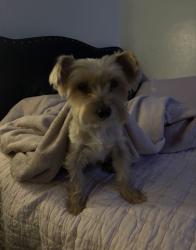 Lost Male Dog last seen S 102nd ln and W Florence Ave, Tolleson, AZ 85353