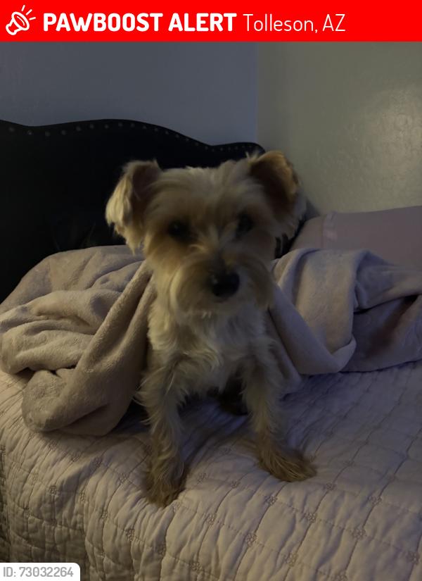 Lost Male Dog last seen S 102nd ln and W Florence Ave, Tolleson, AZ 85353