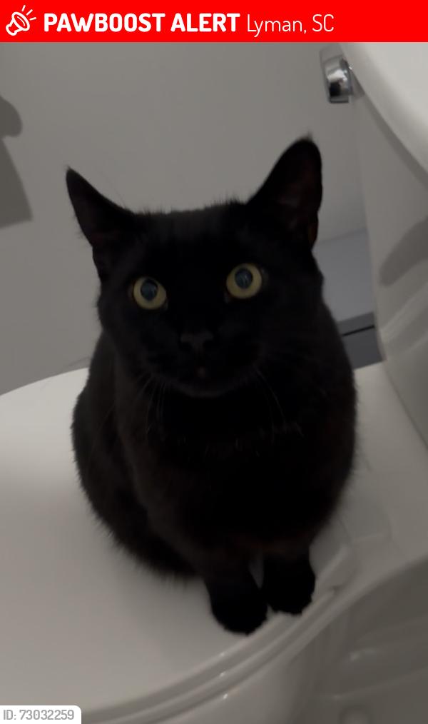 Lost Female Cat last seen Near Honeybee Lane, Lyman, SC 29365