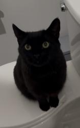 Lost Female Cat last seen Near Honeybee Lane, Lyman, SC 29365