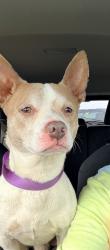 Found/Stray Male Dog last seen East Union & Green Lake Rd, Spartanburg County, SC 29323