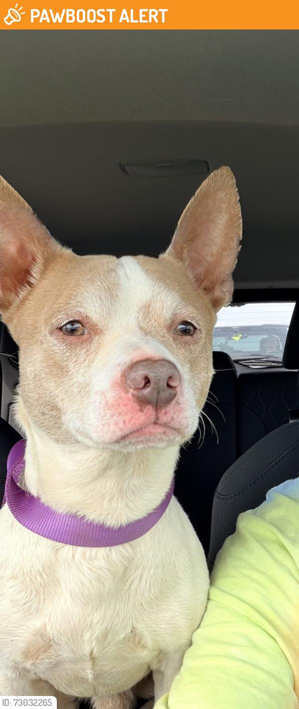 Found/Stray Male Dog last seen East Union & Green Lake Rd, Spartanburg County, SC 29323