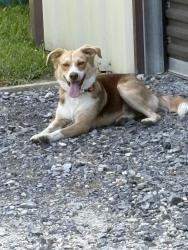 Lost Male Dog last seen Big woods , Vermilion Parish, LA 70510
