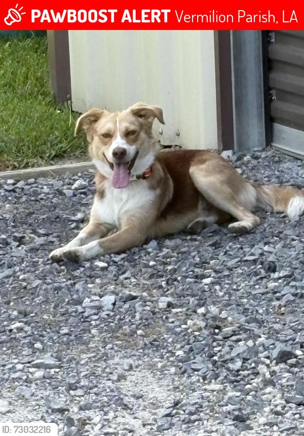 Lost Male Dog last seen Big woods , Vermilion Parish, LA 70510