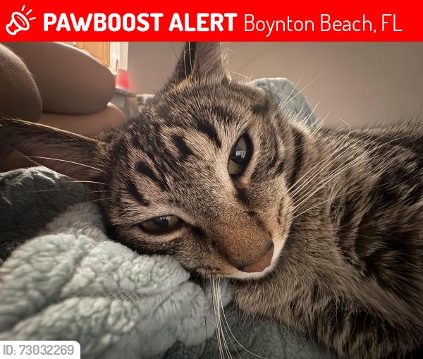Lost Male Cat last seen Meadows circle, Boynton Beach, FL 33436