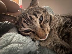 Lost Male Cat last seen Meadows circle, Boynton Beach, FL 33436