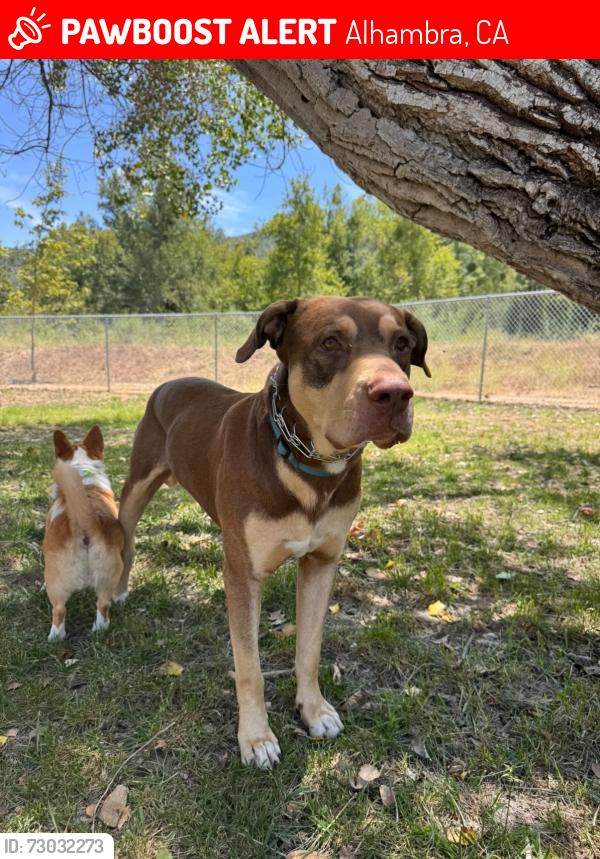 Lost Male Dog last seen N Hidalgo Avenue and E. Main Street , Alhambra, CA 91801