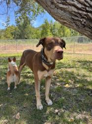 Lost Male Dog last seen N Hidalgo Avenue and E. Main Street , Alhambra, CA 91801