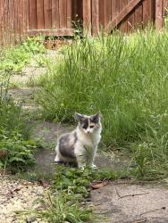 Lost Female Cat last seen NG92WA, Beeston, England NG9 2WA