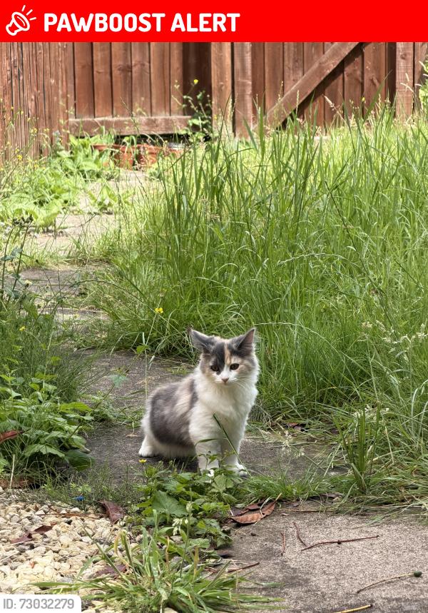 Lost Female Cat last seen NG92WA, Beeston, England NG9 2WA
