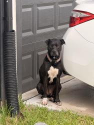 Found/Stray Female Dog last seen Walking around the hses trying to hide from the rain, Houston, TX 77090