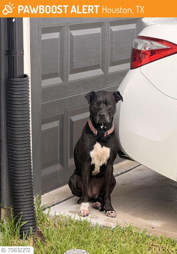 Found/Stray Female Dog last seen Walking around the hses trying to hide from the rain, Houston, TX 77090