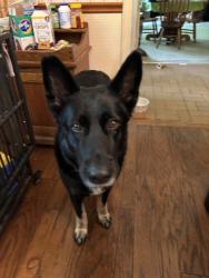 Reunited Female Dog last seen Yacht Club Rd., Hall County, GA 30542