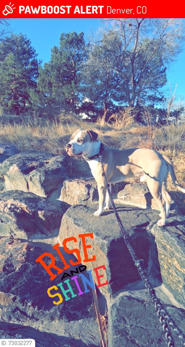 Lost Male Dog last seen Evans and tejon , Denver, CO 80223