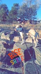 Lost Male Dog last seen Evans and tejon , Denver, CO 80223