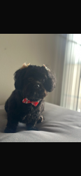 Lost Female Dog last seen Near Henderson cir, Garland, TX 75040