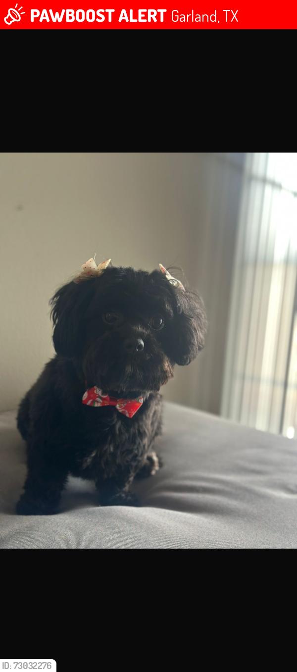 Lost Female Dog last seen Near Henderson cir, Garland, TX 75040