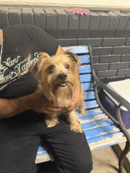 Found/Stray Male Dog last seen Western, Oklahoma City, OK 73109