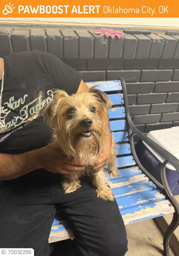 Found/Stray Male Dog last seen Western, Oklahoma City, OK 73109