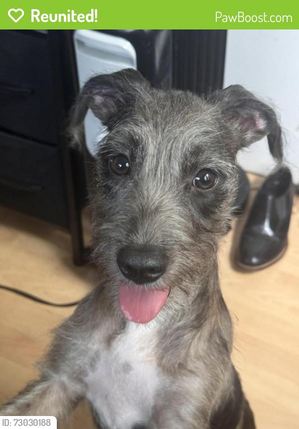 Reunited Female Dog last seen Orlando Place, Fairview Heights, IL 62208