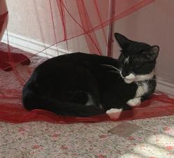 Lost Male Cat last seen Milan ave, New Orleans, LA 70115