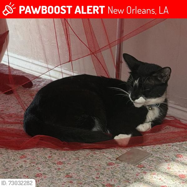 Lost Male Cat last seen Milan ave, New Orleans, LA 70115