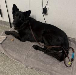 Shelter Stray Female Dog last seen Valley Center Road, Rincon, CA, 92082, Escondido, CA 92027, USA