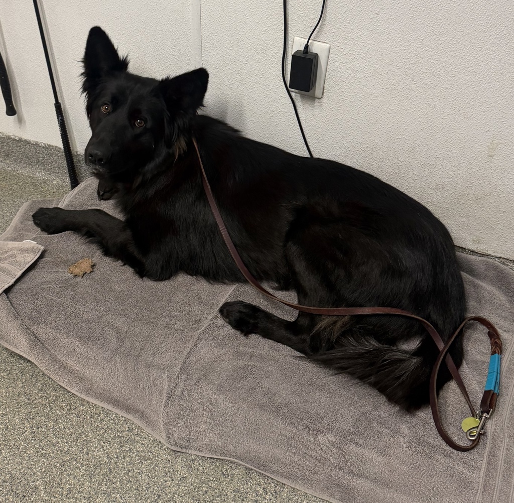 Shelter Stray Female Dog last seen Valley Center Road, Rincon, CA, 92082, Escondido, CA 92027, USA