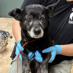 Shelter Stray Female Dog last seen Central Precinct, OR, 1700 W Historic Columbia River Hwy, Troutdale, OR 97060, USA