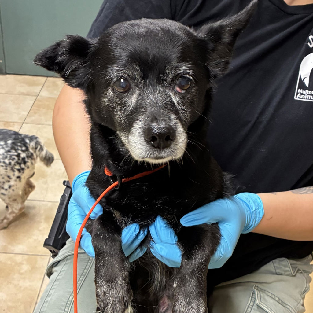Shelter Stray Female Dog last seen Central Precinct, OR, 1700 W Historic Columbia River Hwy, Troutdale, OR 97060, USA